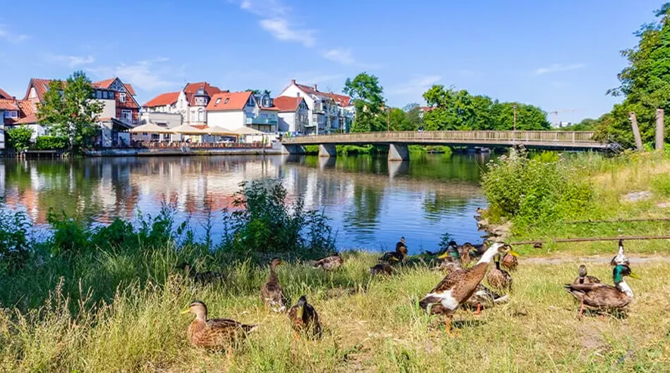 Eine Brücke über einen Fluss und in Vordergrund sitzen Enten auf der Wiese am Flussrand